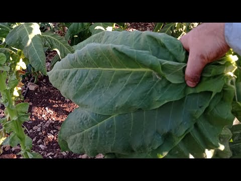فيديو: زراعة الشتلات في المنزل. الجزء 6