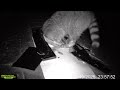 RACCOON RIPPING ROOF OFF!