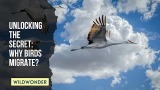 Unraveling the Mystery: Why Do Birds Migrate?