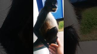 WILD MONKEY! 🐒 Will he BITE ME? Never try this! Very Dangerous! #wildmonkey #mexico #shortsyoutube