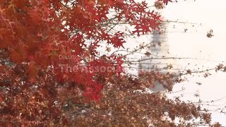 Leaves turn colour and fall as autumn takes hold across Germany