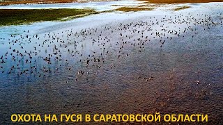 ОХОТА НА ГУСЯ 2024!!! СКОЛЬКО ЖЕ ГУСЕЙ НА ЭТОМ ПОЛЕ!!! ОХОТА НА ГУСЯ В САРАТОВСКОЙ ОБЛАСТИ