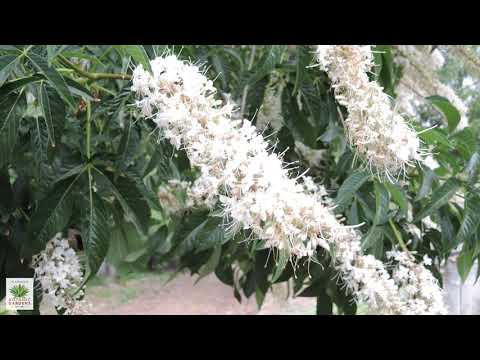 Video: California Buckeye Фактылары – Калифорния Бакейи өстүрүү жөнүндө билип алыңыз