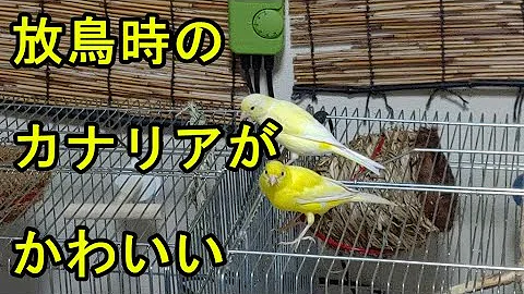 カナリア تحميل Download Mp4 Mp3