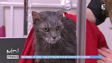 Comment brosser un chat Persan qui ne veut pas ?