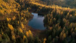 Sleep Music with Birds Singing: A Calm and Peaceful Journey to Sleep