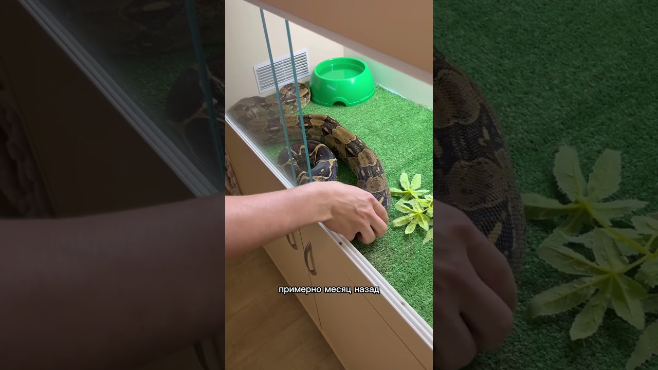 Как брать на руки удава правильно? #змея #удав #террариумистика