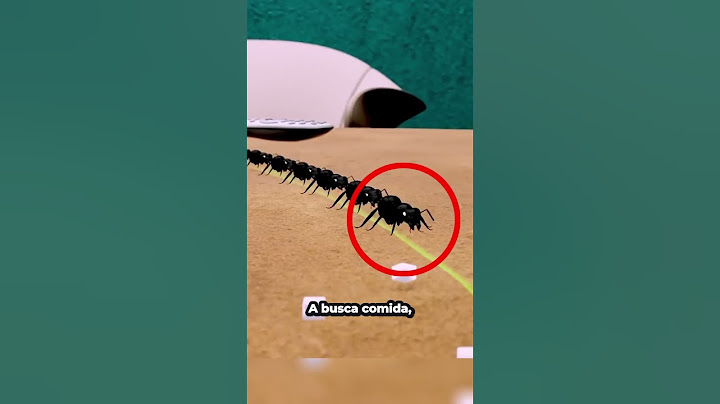 ¿Por Qué Hormigas Se Mueven En Círculos?