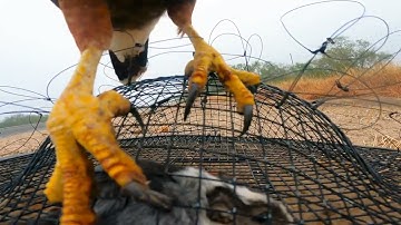 Trapping Wild Harris Hawks With A Bal Chatri  trap