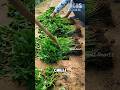 Tricks on How to Make Chili Plants Grow Fuller and Produce Abundant Yields