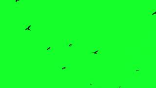 Birds flying #birdsflying #birds free hd green screen video [ no copyright ]