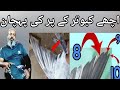 Achy Kabootar Ky Par Ki Pehchan | @shockjuttada7964 #india #pigeon