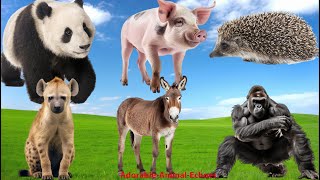 Lovely Animal Sounds: Gorilla, Panda, Hyena, Pig, Donkey, Hedgehog -  Music For Relax