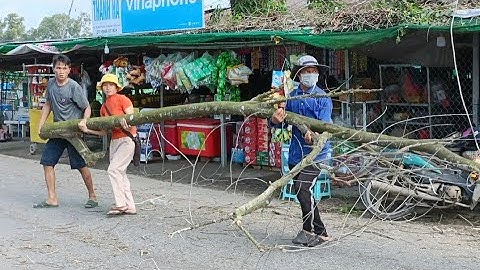 Cưa cây tràm bông vàng , Gần lộ lớn .Cưa cây kỹ thuật cao
