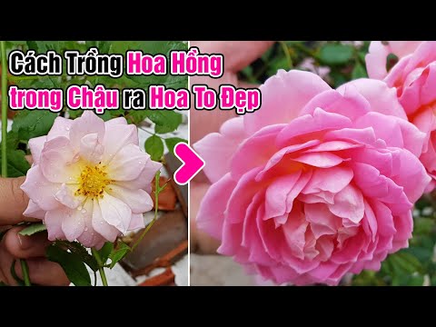 Video: Cách Trồng Hoa Hồng Hông