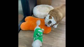 Funny Fat BullDog Stealing Bone 🦴 From Poor Poodle Like A Boss 🤣      #bulldog #poodle #fat #bully by Bella The Bulldog 110 views 2 years ago 1 minute, 1 second