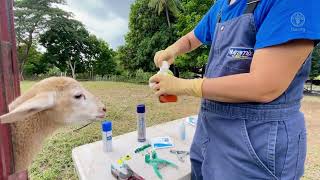Caring For Sheep And Goats Ear Tagging