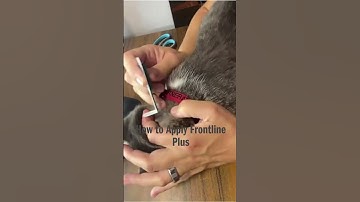 How to Apply Frontline Plus