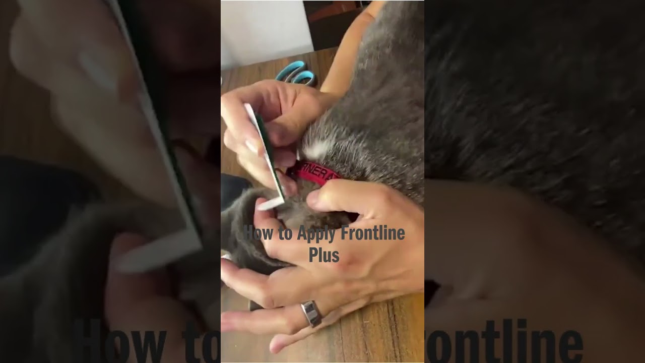 How to Apply Frontline Plus