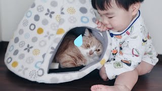 赤ちゃんのちょっかいを じっと耐える猫 by マンチカンのとろ 4,229 views 2 years ago 5 minutes, 5 seconds