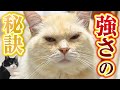 つよボム仰天!ニャーゴが密かに取り組んでいる謎の特訓とは!?【元野良ボス猫】