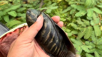 Cho Cá Sặc Rằn Đẻ Trong Bể Bạc