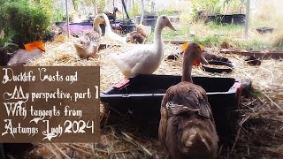 Ducklife 'Costs and my perspective, part 1 with tangents' from Autumns Lugh 2024 Aus