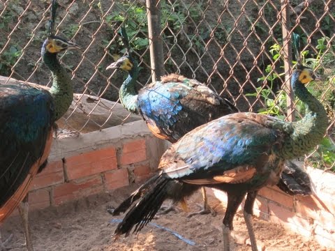Sinh Ra Từ Làng: 8X Kiếm 400 Triệu_năm Nhờ Nuôi Chim Công