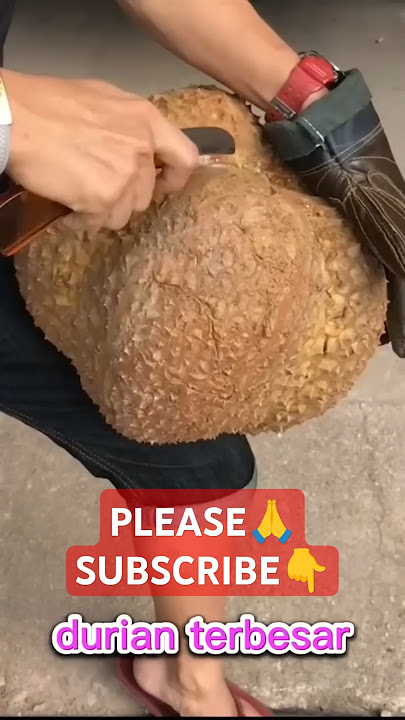 durian terbesar di thailand,kira kira jenis apa ya?#fruit please subscribe🙏