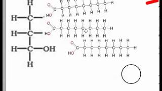 Condensation and Hydrolysis (IB Biology)