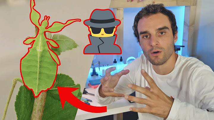 Ceci n'est pas une feuille - Bestioles avec Dr Nozman