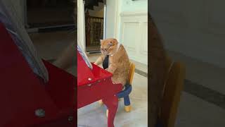 Is this the first cat on the Internet to play the piano #exlittlebeans #funnyvideo #funnycat