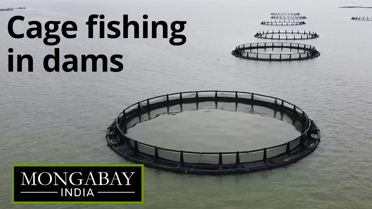 To increase fish production, Odisha turns to cage aquaculture