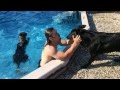 German shepherd swimming in the pool