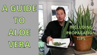 A Guide to Aloe Vera | Aloe Vera Care and how to Propagate Aloe Vera