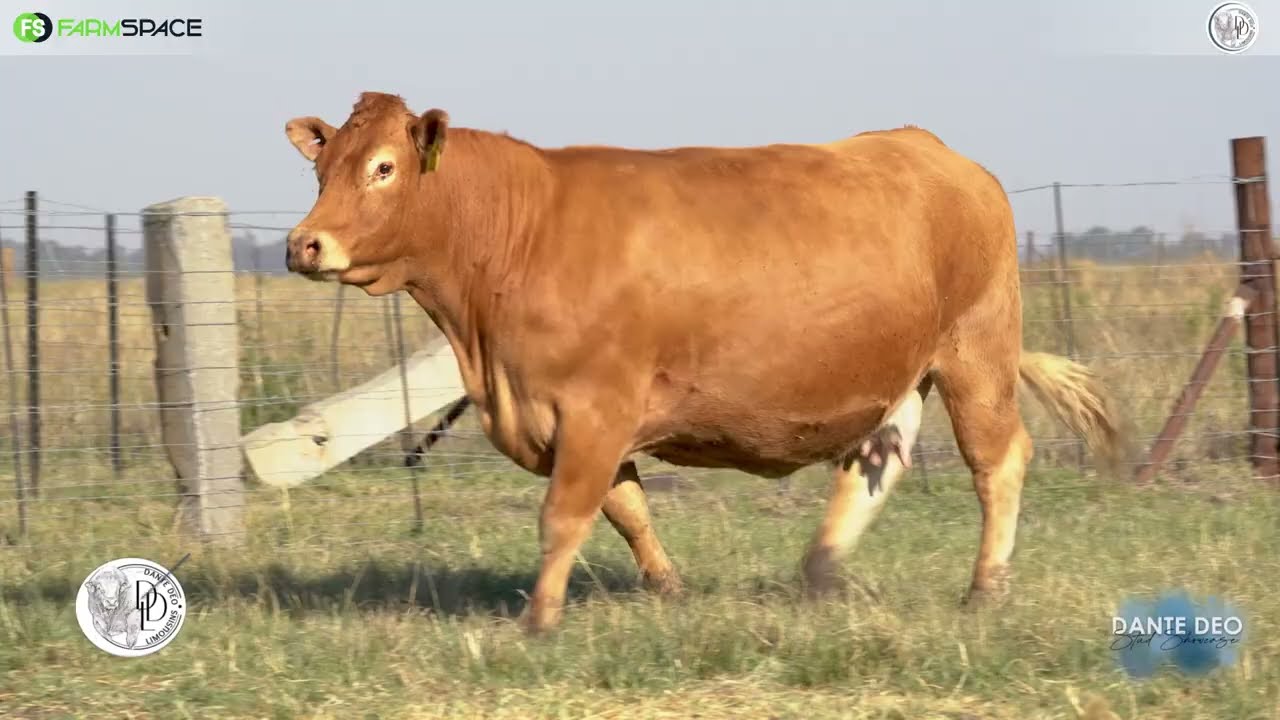 Dante Deo Limousins Proudly presents Lot 15 | TON 14 - 3