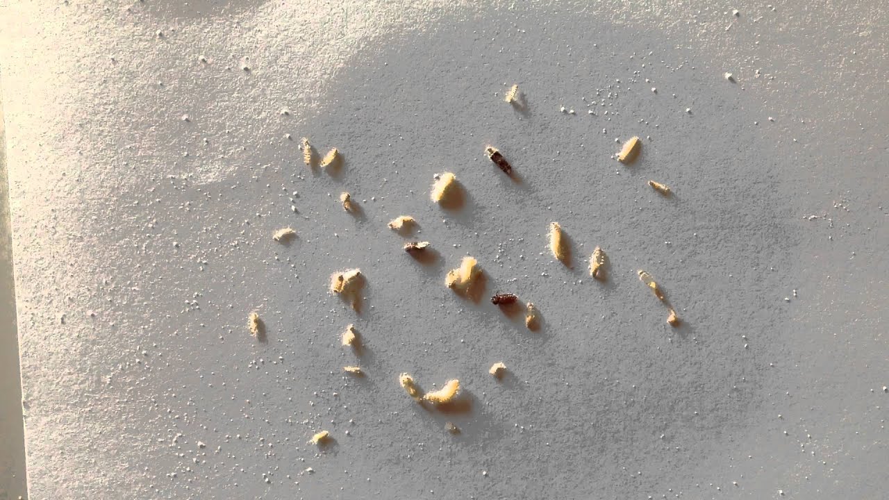 Weevils Found In Aunt Jemima Pancake Mix Youtube