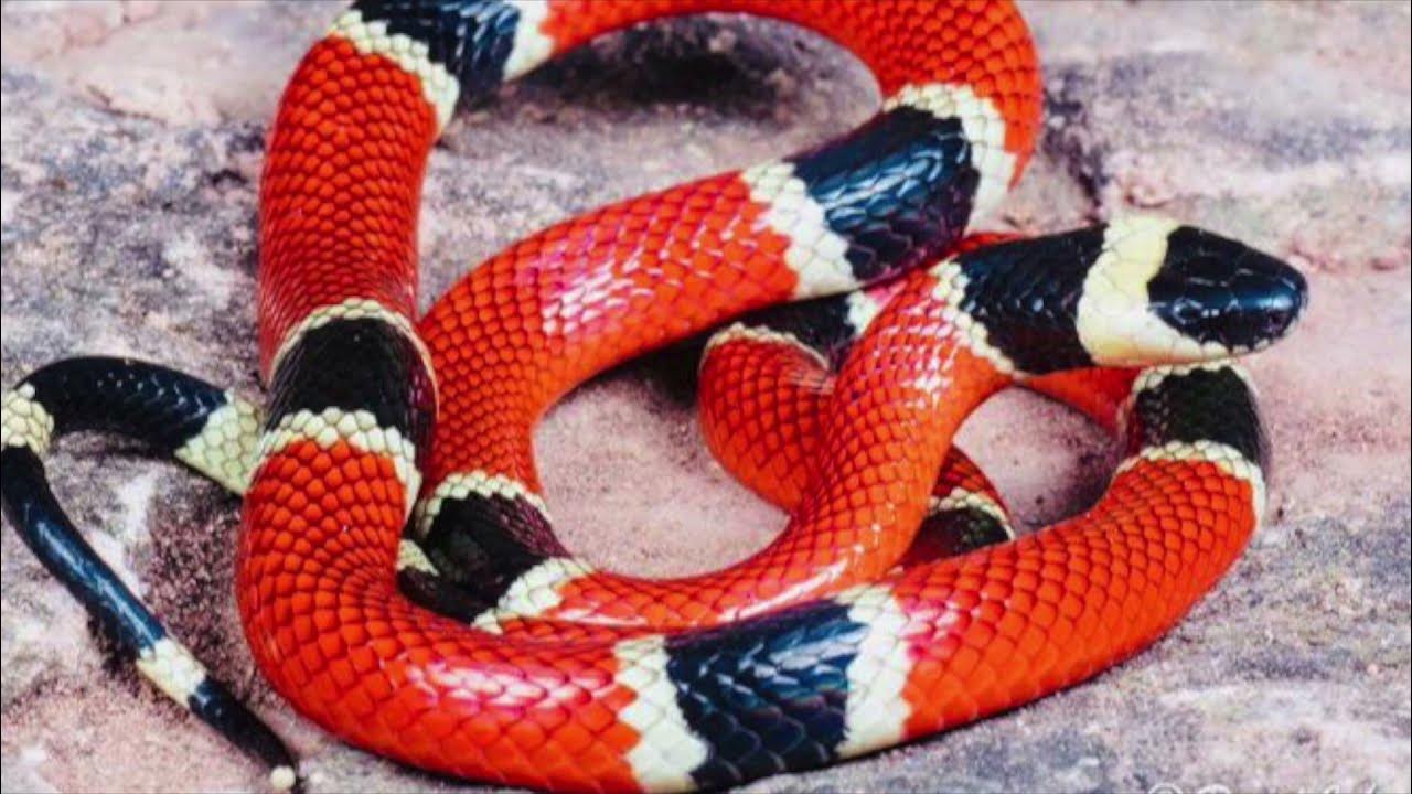 Ошейниковая кобра. Коралловый аспид мимикрия. Ядовитейший аспид 5 букв. Глухой аспид это. Арлекиновый аспид.