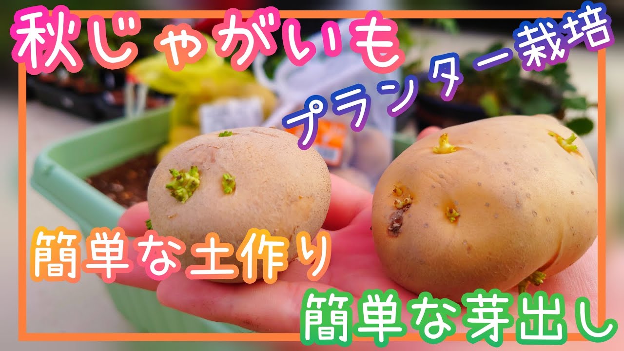 おすすめ 秋じゃがいものプランター栽培 芽出しと土作り編 家庭菜園 22年 Youtube
