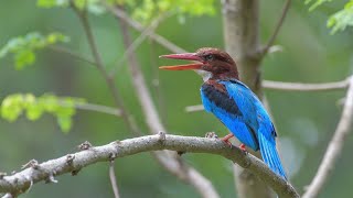 Whitethroated Kingfisher | 4K |  Know your nearby birds | EP03 #kingfisher