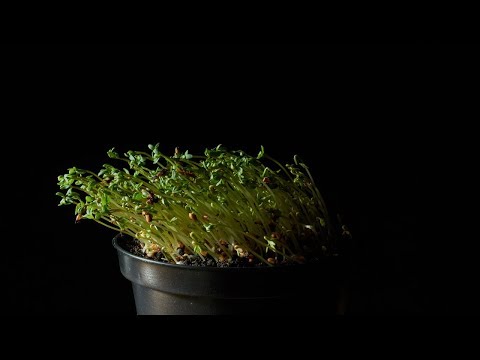 Positive Phototropism | Demonstration