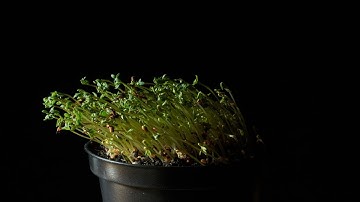 Positive Phototropism | Demonstration
