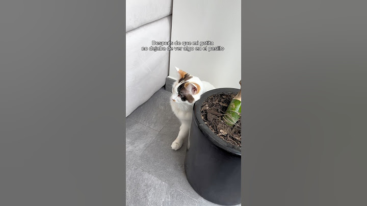 This is what really happened in my apartment 🥺 #viralvideo #fear #cat