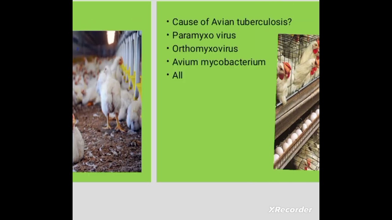 poultry Disease MCQ