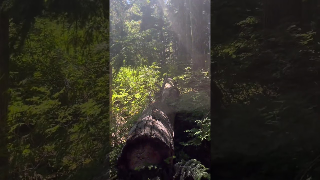 Vancouver Island,BC Canada #mentalhealthmatters #journeytowholeness #peacefulvibes #happiness