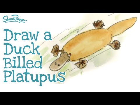 How to draw a Duck Billed Platypus