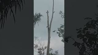 Pangkas pohon sengon diarea pemakaman #Chainsow #skill #wood