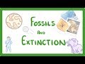 Fossils Unveiled The Key to Earth's Ancient Life