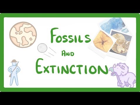 Video: Vad är fossilbiologi?