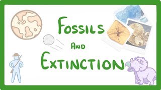 GCSE Biology - What Are Fossils? What Fossils Tell Us About Extinct Species  #78